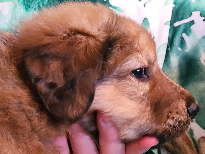 chinook puppy